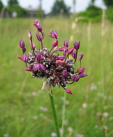 Allium scorodoprasum